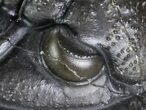 Cornuproetus Trilobite Fossil - Awesome Eyes #108425-1